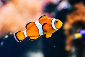 被狗咬伤生殖器！每体：巴萨旧将佩雷斯软组织感染，缝针后已出院